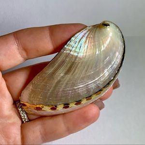 ⭐️ Gold Plated Shell ⭐️